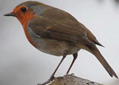 A close up of a robin redbreast