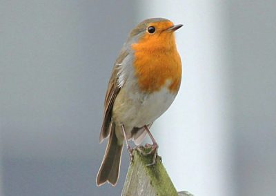 Robin Redbreast on a birdhouse